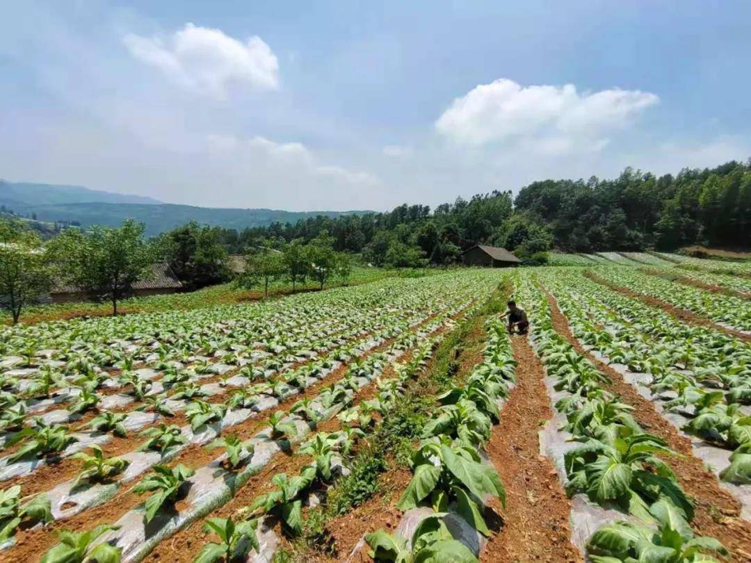 炉山镇:千亩烤烟助力乡村振兴_种植