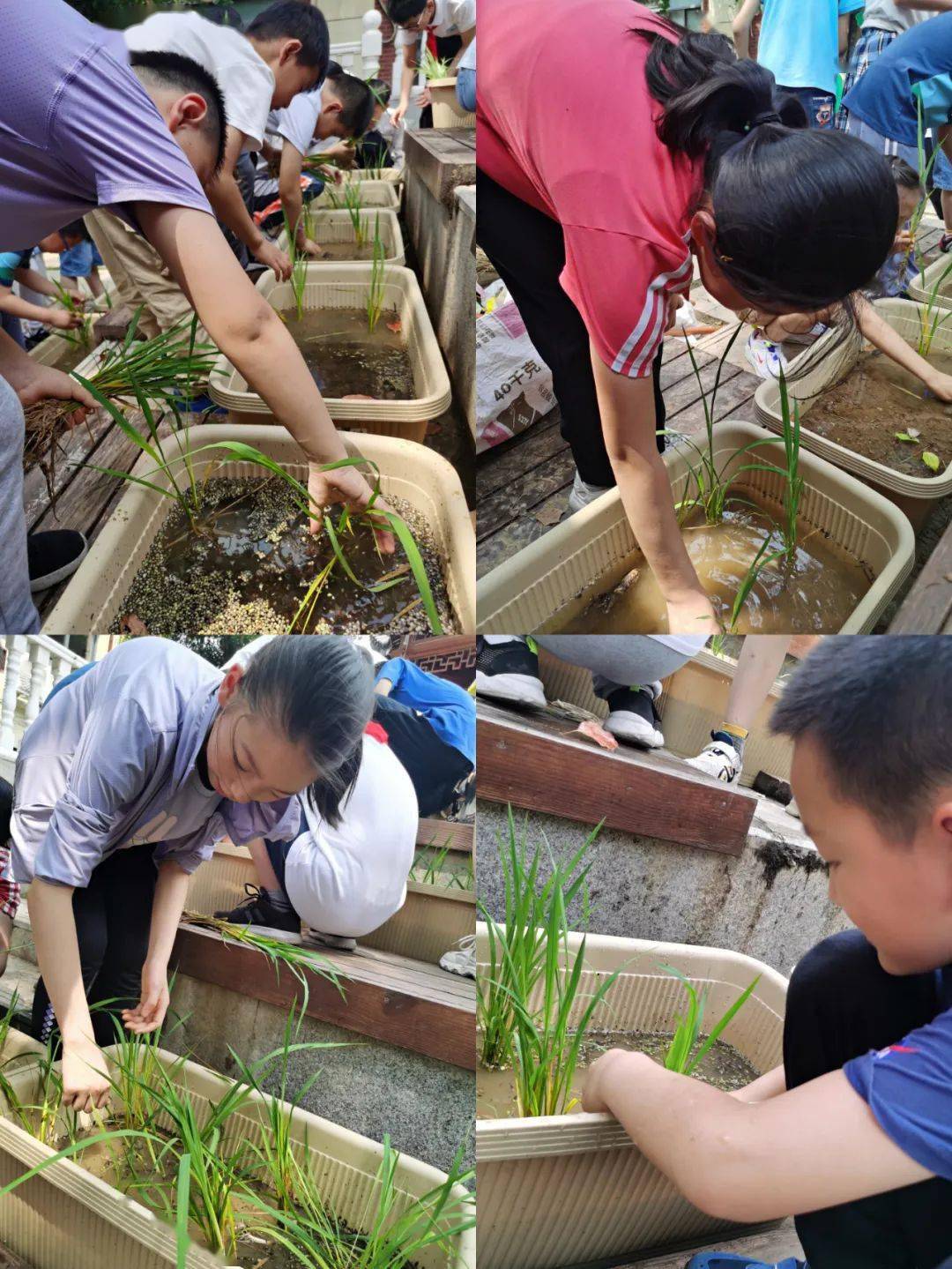 小记者站新闻中山小学校园插秧劳动主题活动受欢迎