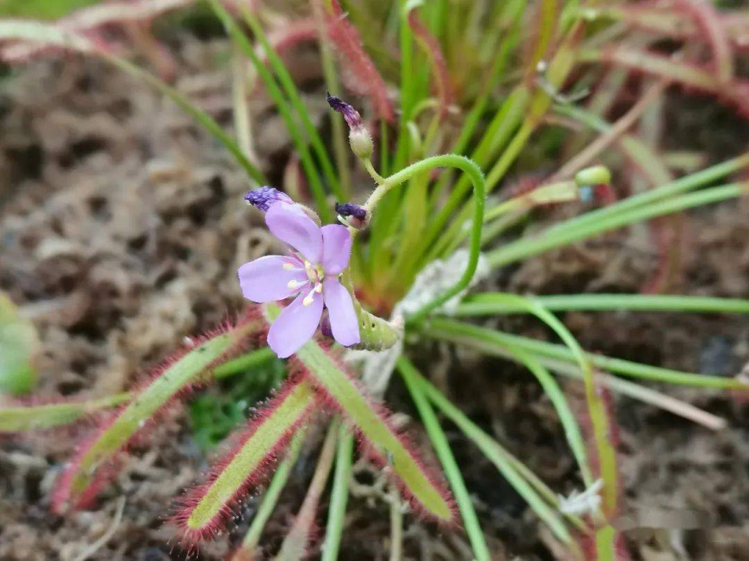 锦地罗茅膏菜,叶子边缘是长的腺毛,中部集中的是短的腺毛,都可以
