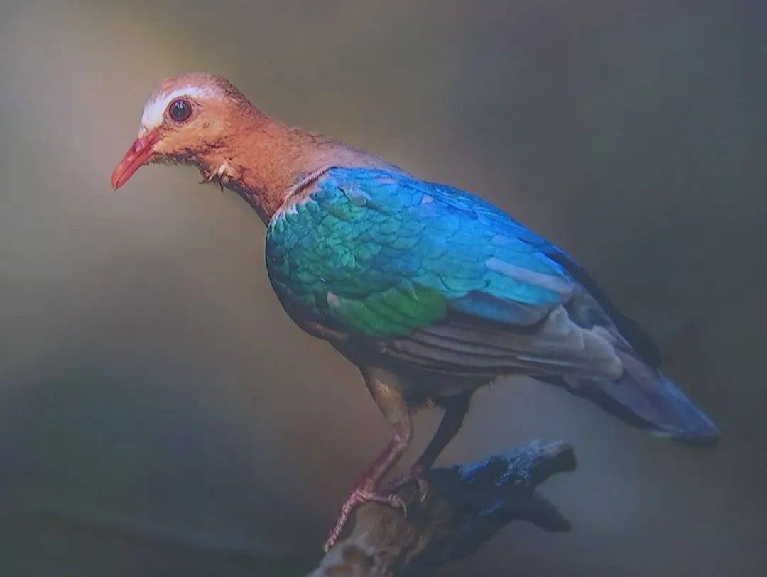 以鸟之名聚邛海之滨第三届617艾雅康爱鸟活动在西昌举办