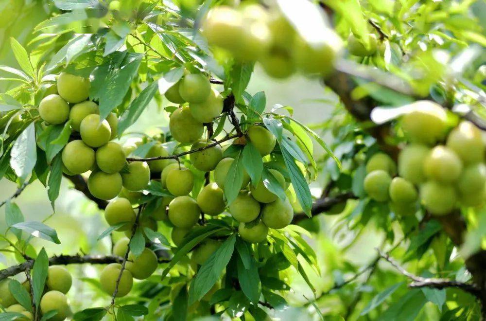 味美价廉,鱼洞百胜李子熟啦!_江安李