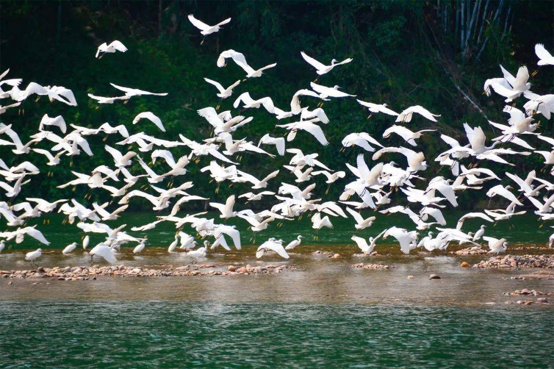 2021广西生物多样性保护主题摄影,微视频比赛获奖作品展播_生态