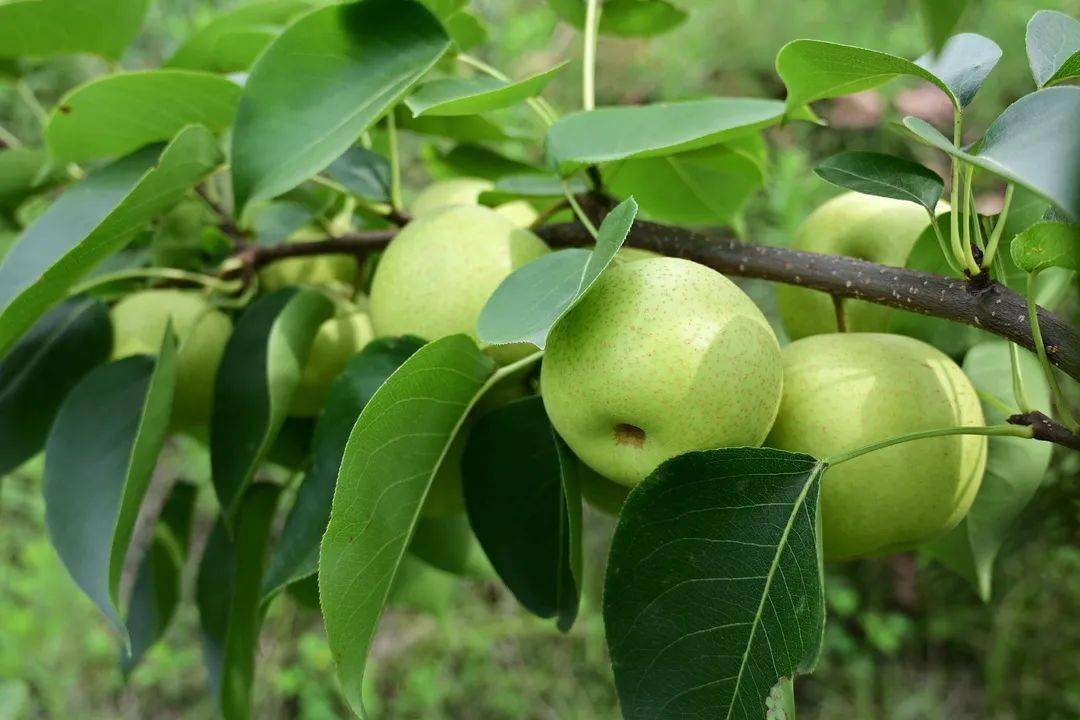 乡村振兴看仁和丨梨香飘满致富路 青花梨让乡村振兴“梨”村民更近