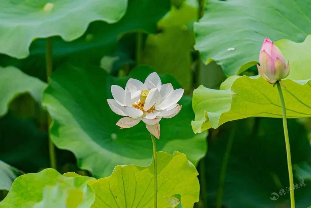 今夏第一波荷花已開成都周邊這9個網紅冷門地90免費耍