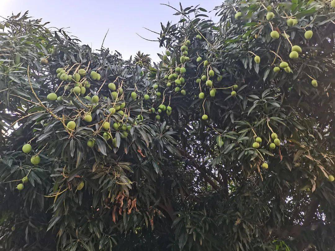 绿化芒拍了拍你说嗨泉师人