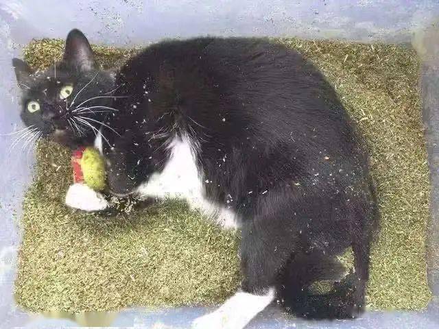 用猫薄荷水洗澡,猫咪真的会更爱我吗?