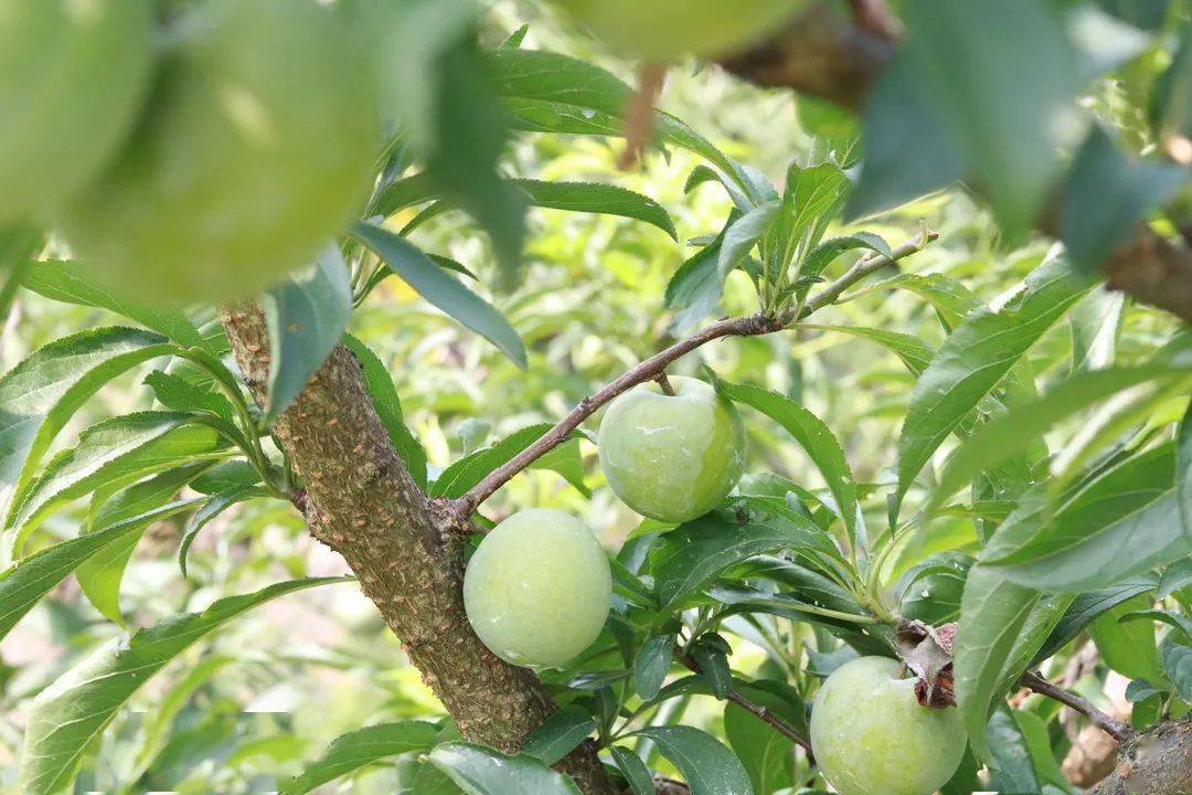 6月19日開園目前姜家賞心谷的蜂糖李熟了味甘甜,如蜂蜜等特點而遠近