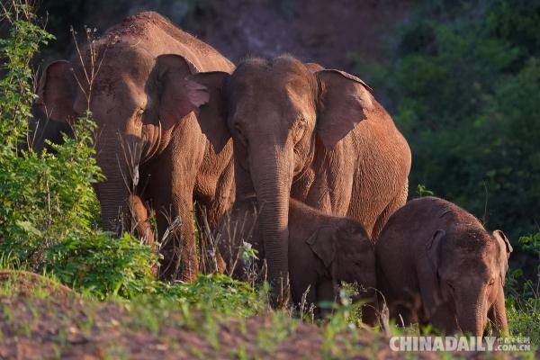 短鼻家族出游记