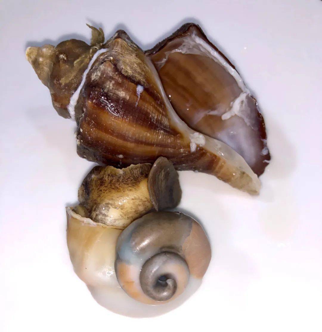 里面是黄还是屎?