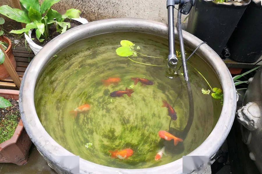 庭院瓦盆养金鱼