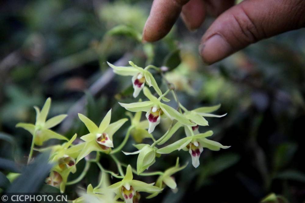 石斛花开 致富伞 富民产业劳动忙 铁皮