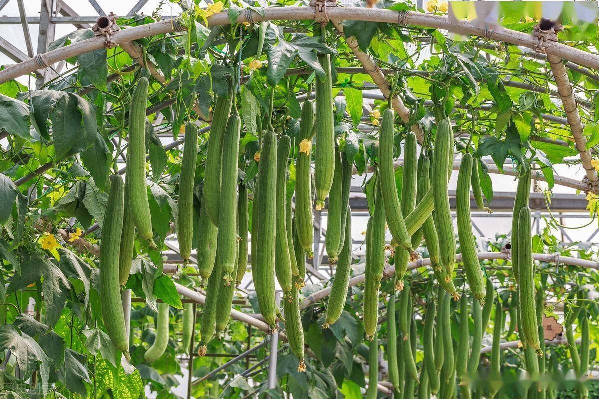 黄瓜丝瓜苦瓜要想让其长得直产量高这几个措施不能少