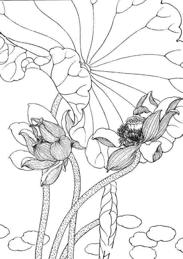 工笔线描花卉画谱——荷花_白描