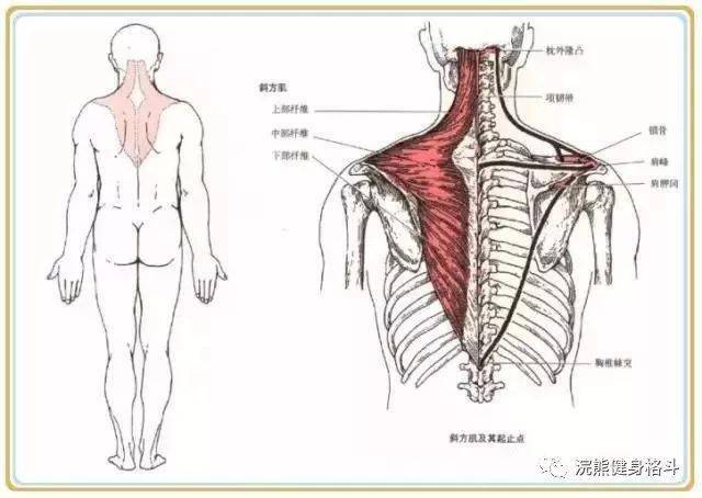 斜方肌练得好,说明你入门了!