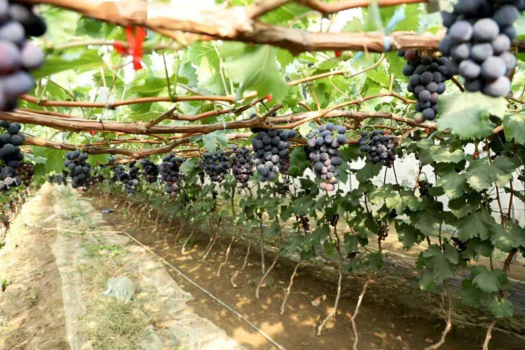 马耳山葡萄采摘园图片