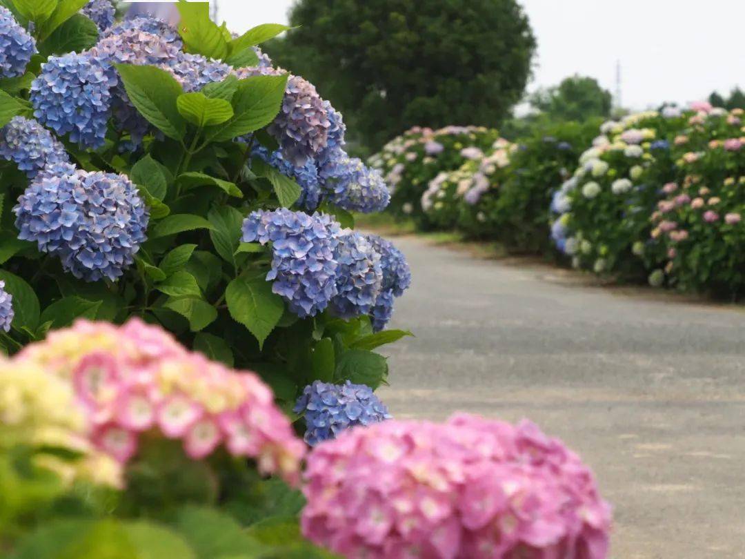 乡村的绣球花道