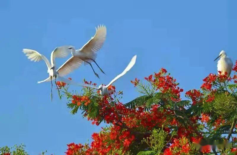 台山摄影师镜头下的鹭鸟,值得分享收藏!