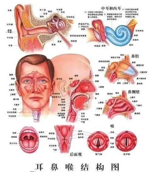 这些耳鼻喉疾病将进入高发阶段,早知道早预防!