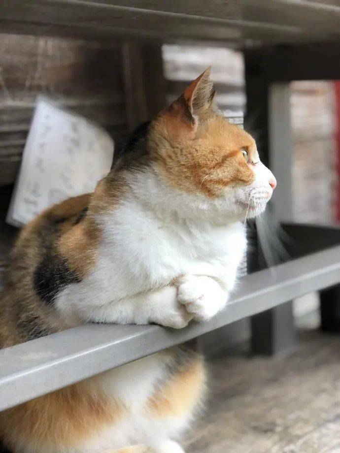 蹲一下,搭一下,思考一下猫生.