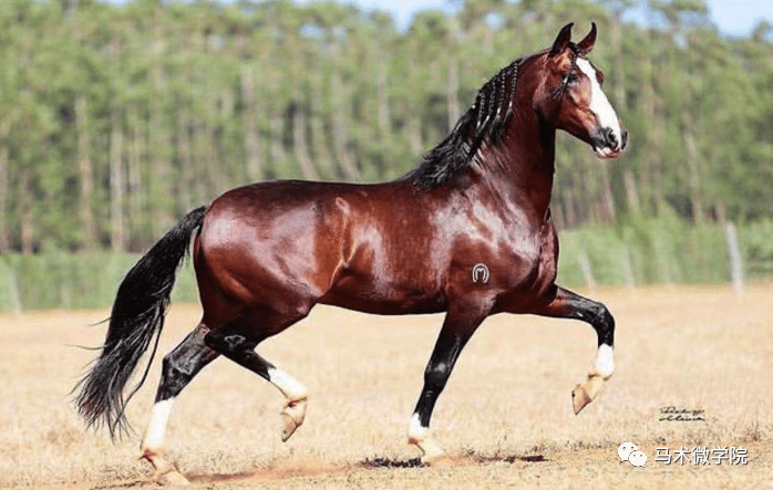 巴西国马曼加拉加马查多尔马