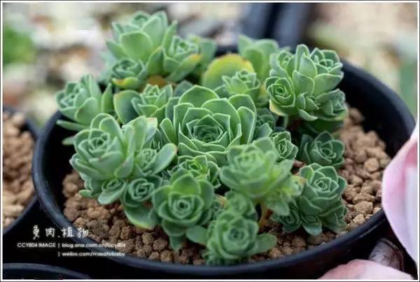 梅雨季节 多肉也 齁势 养护要点要记牢 植物