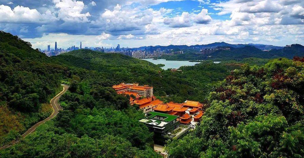 深圳 绿植
