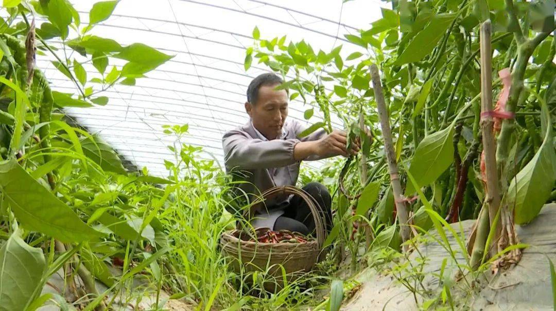 多現在他還被聘為基地技術員辣椒制種的整套技術流程他都精通從育苗