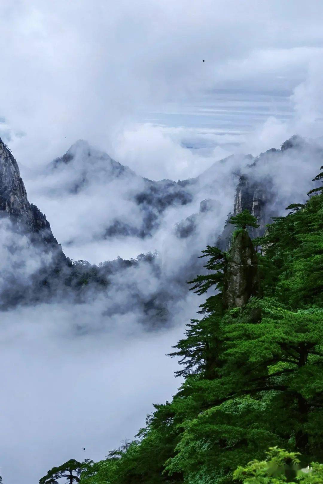 "宝藏"黄山还有很多梦幻之处,期待在这个夏天里,能够在黄山与你相遇.