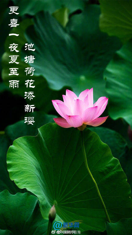 今日夏至 愿你向阳而生 不负时光 生活