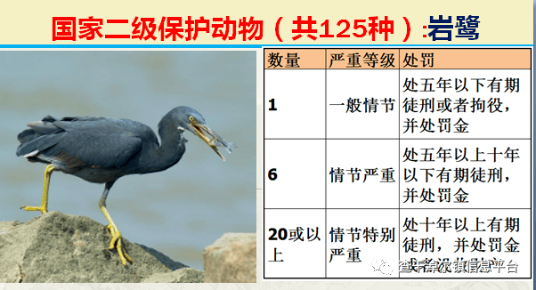 国家最新125类二级野生保护名录图片及违法对应刑责