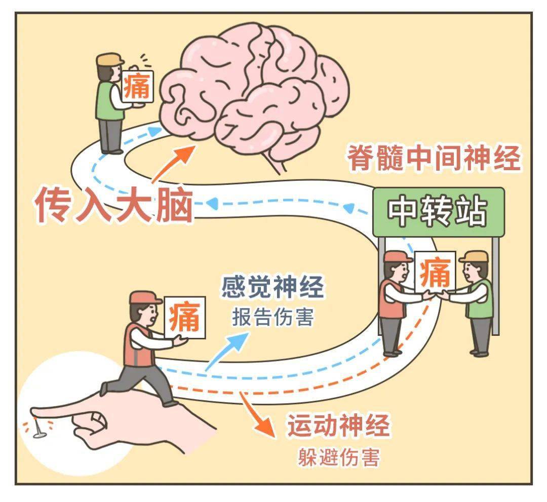 在皮肤,粘膜的感觉神经末梢(痛觉感受器)感知,再通过感觉神经纤维传导