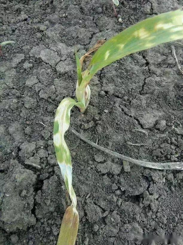 玉米出了啥问题高清图片告诉你