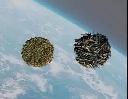 太空种子种出来的图片图片