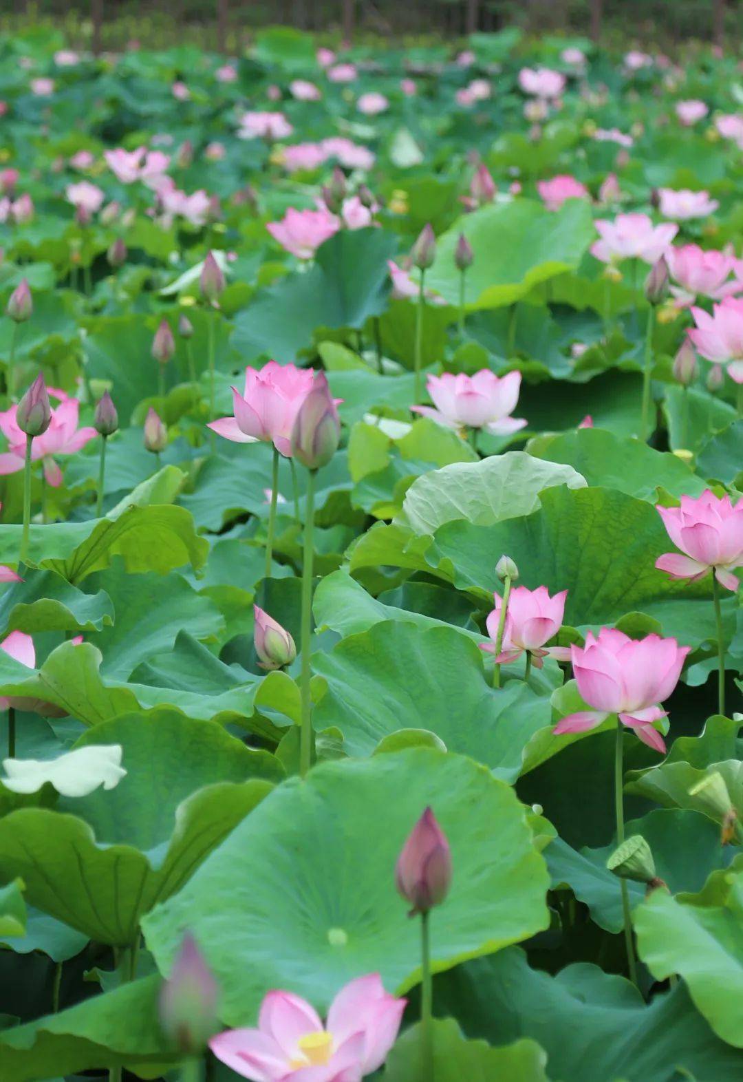 十堰赏荷花地图来啦!