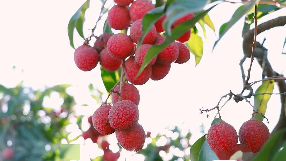 惠来美女带你品尝荔枝