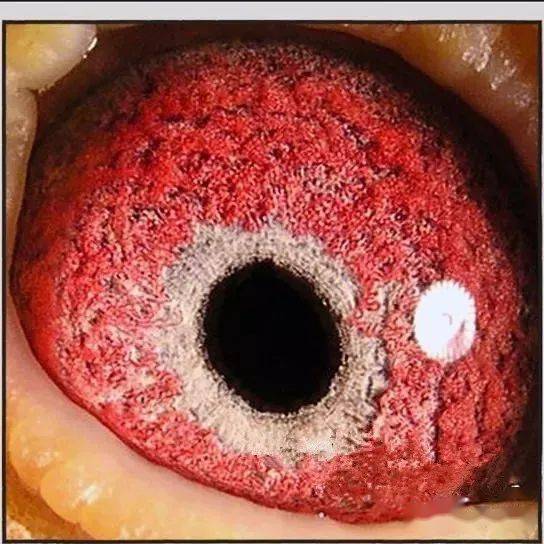 在鸽眼的统称中被鸽友分为三类,黄眼(鸡眼),砂眼(桃花),牛眼(乌沙)