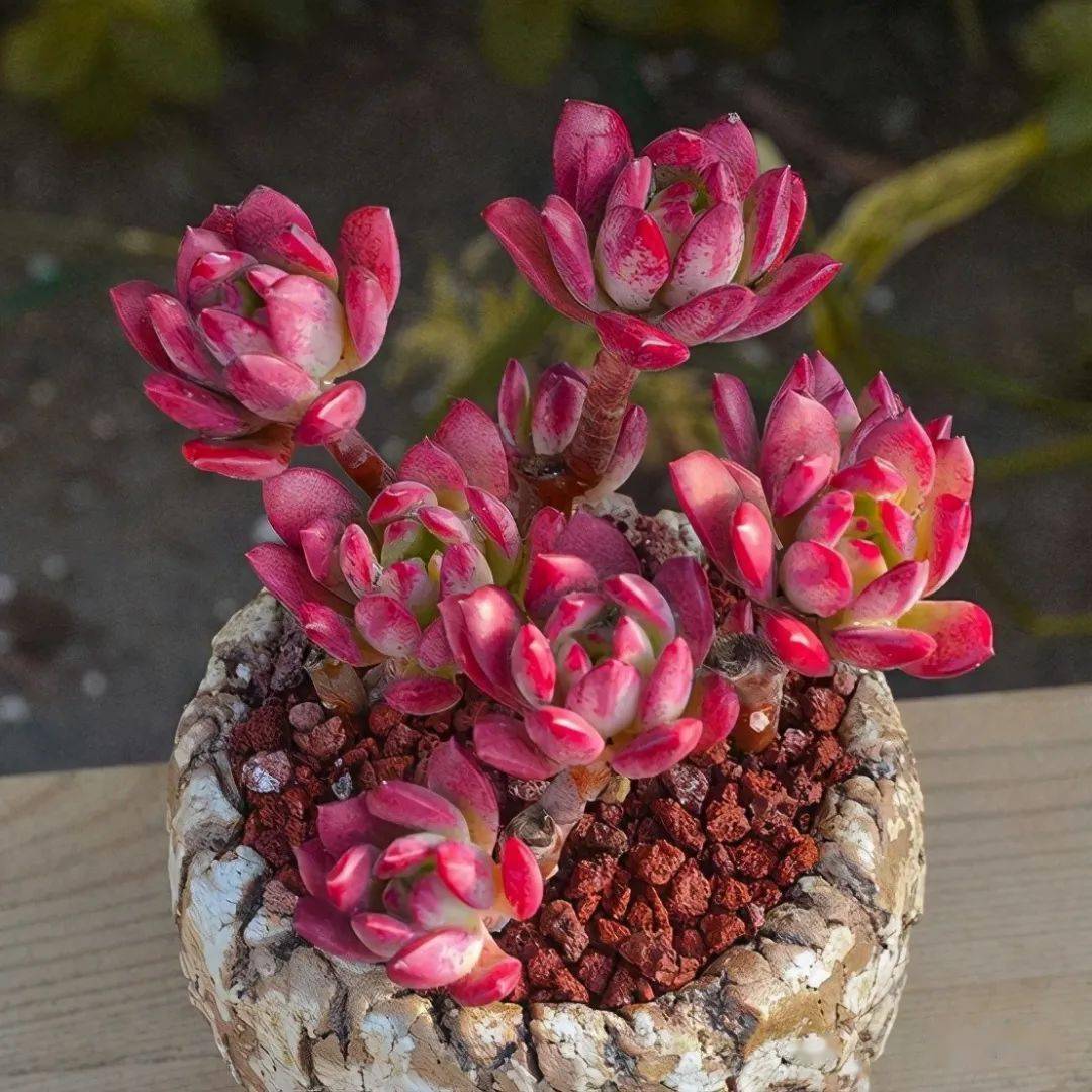 工作繁忙养惹人爱的红稚莲打理好6点长得高壮红艳