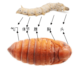 (5)其他经过蛹阶段的动物:除了蚕,还有很多动物的一生也会经过蛹的
