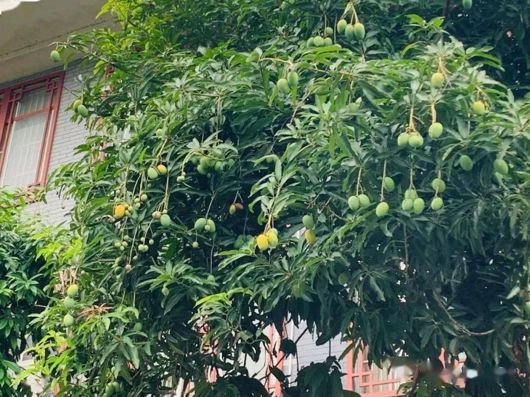马山街头这种果熟了,能吃吗?_扁桃