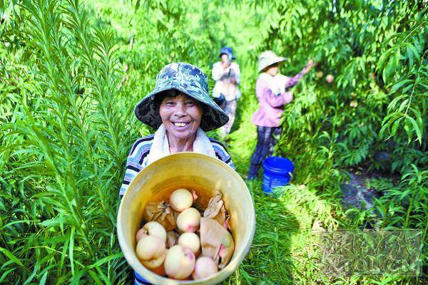 白桃热销带动村民增收