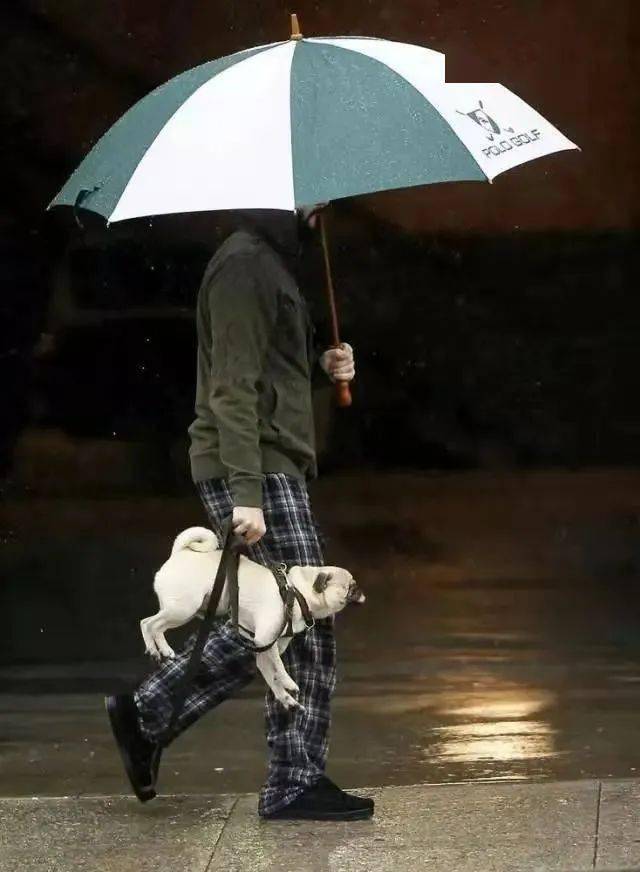 推荐遛狗场所下雨天最好的遛狗场所当然是室内啦!