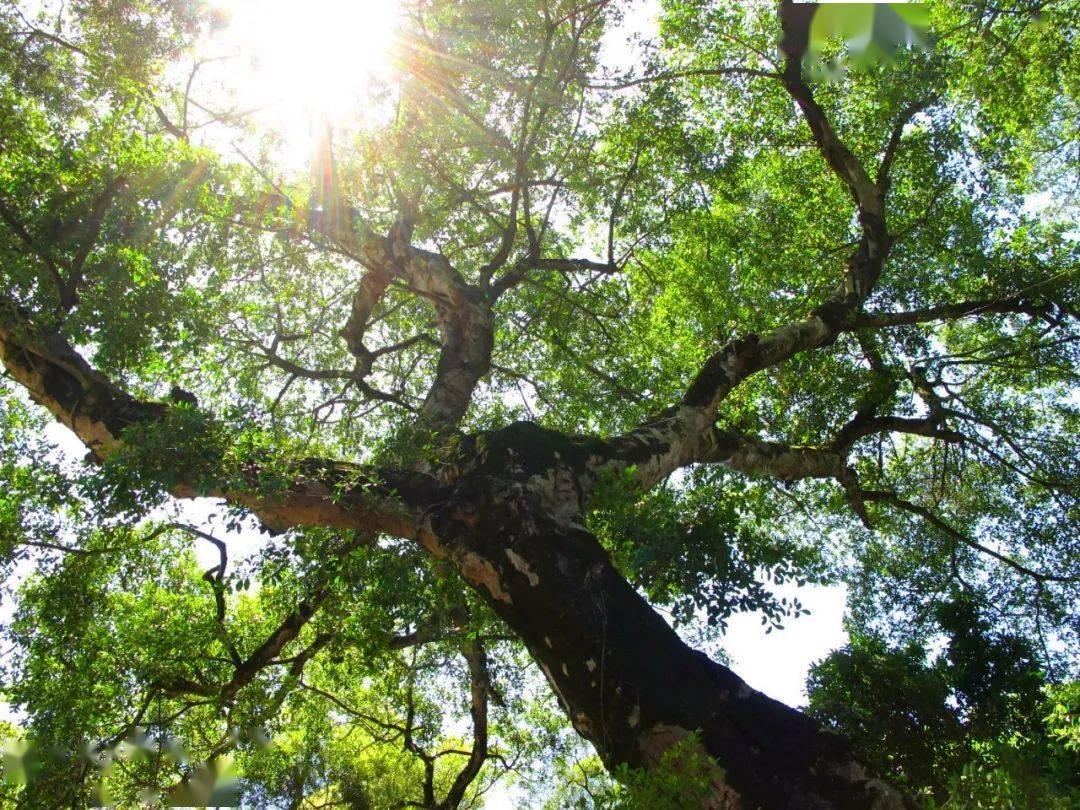 见过榕树"独树成林"的壮美,却未见它历经硝烟的"生存之战"!