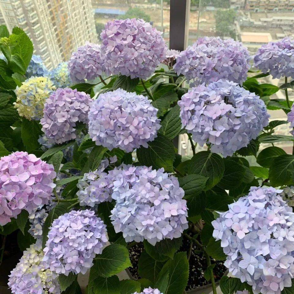 疑惑盆栽无尽夏并未开满整个夏天是被骗了还是养错了