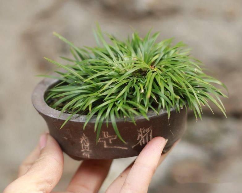 从菖蒲曾经的大起大落看人生浮华若现