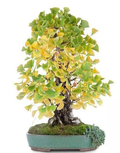 从选材到造型,再到养护管理,手把手教你银杏盆景的制作诀窍_修剪