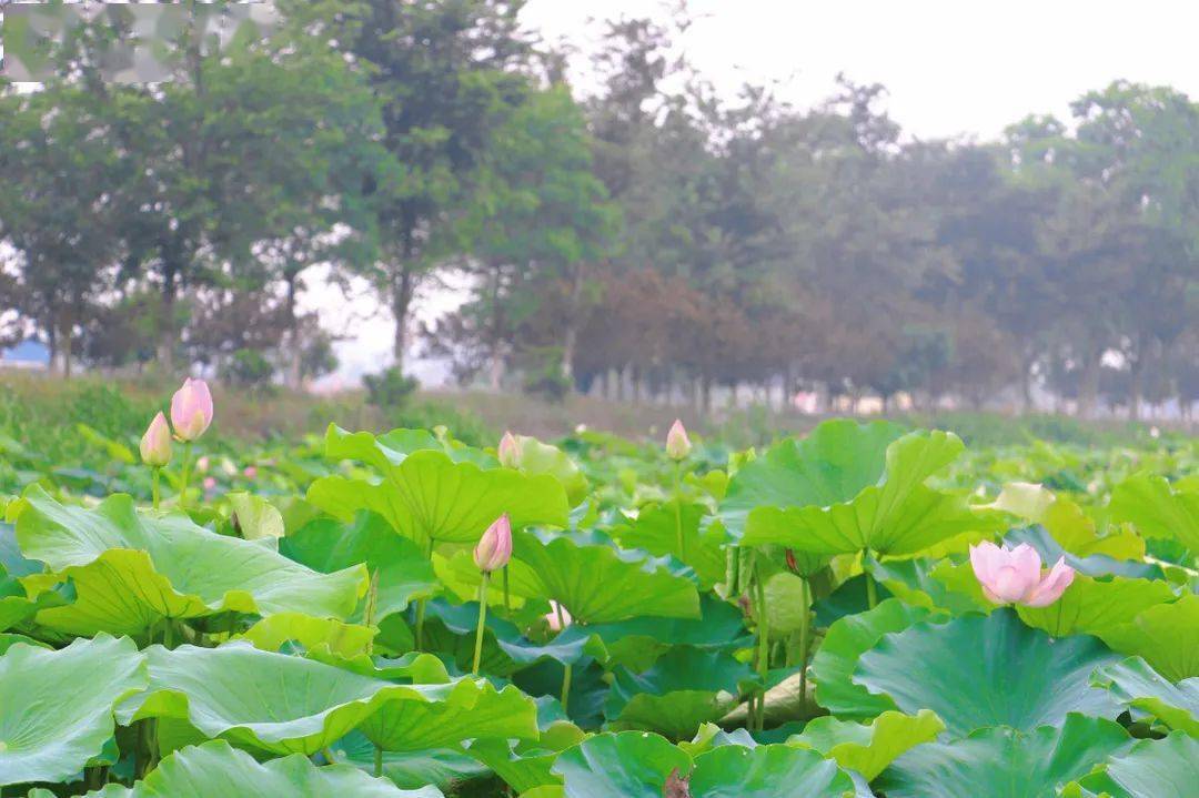 又到一年仲夏时金湖荷花别样红