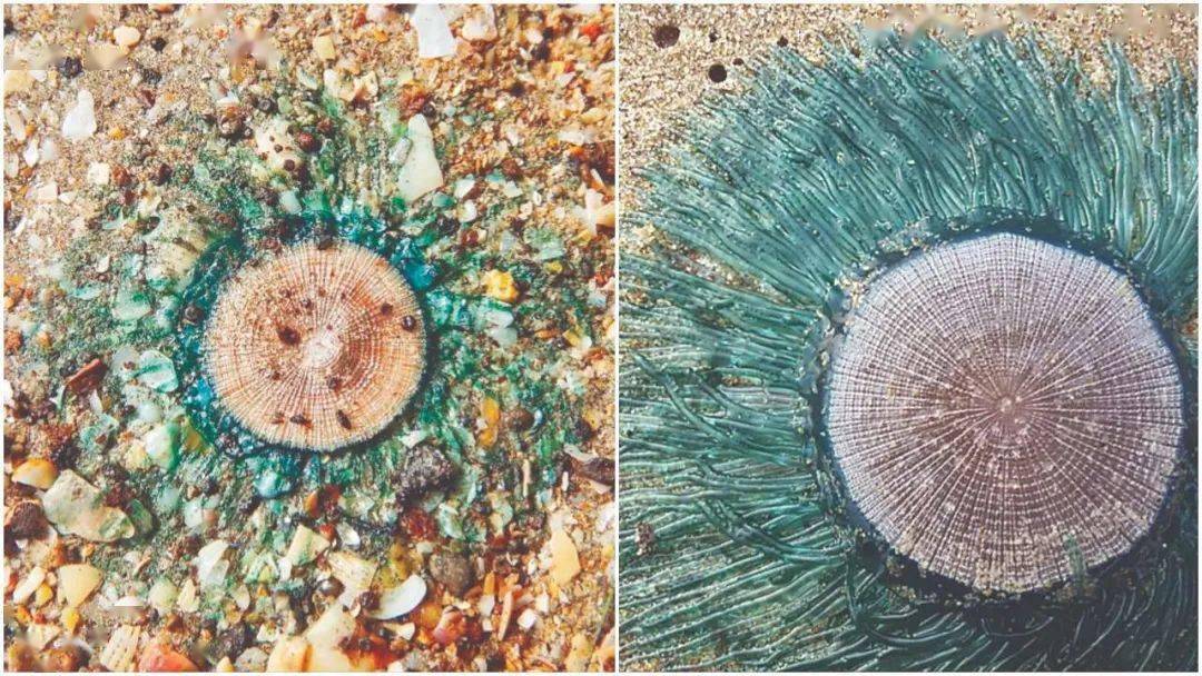 海洋科普1477银币水母