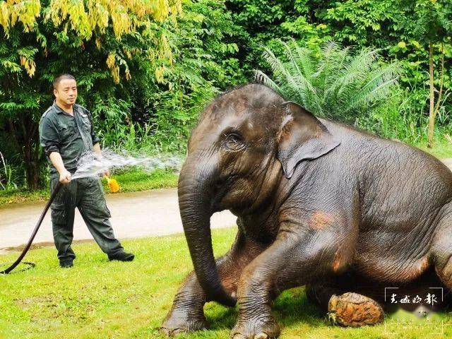 cop15春城之邀丨追象的人给象宝宝打针像哄小孩为追踪野象连续三天只