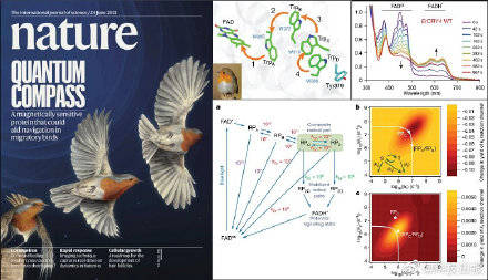 磁感应|迁徙鸟类对地磁场感知的量子生物学原理被揭示