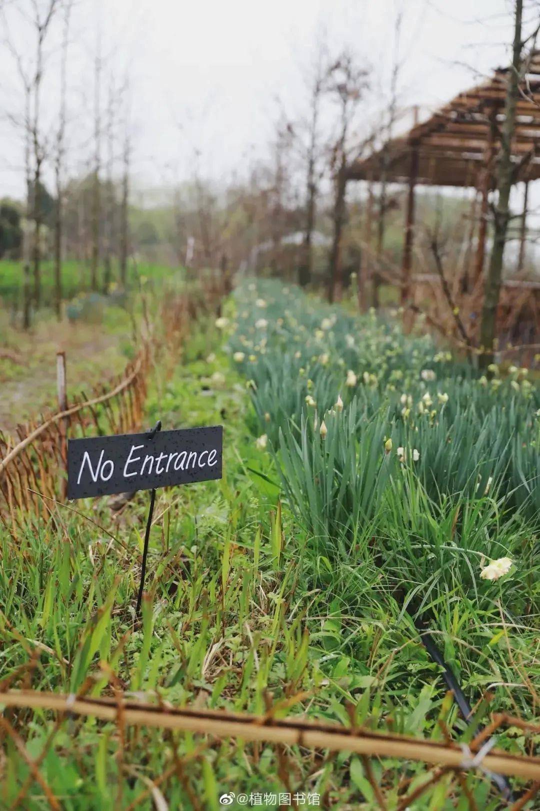 国内怎么买到烟叶 83f7c19e54a647bc838bbce251ba4f32.jpeg